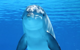 Dolphin swimming open mouth water - daphne mcclure free wallpaper