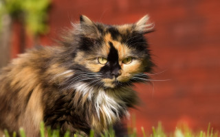 Cat brown orange black face - face free wallpaper for desktop