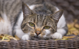 Sad cat basket focus blurry - a basket free wallpaper