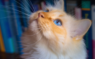 Cat blue eyes book shelf - book free wallpaper