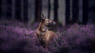 Dog purple flowers forest night - a forest in the background free wallpaper