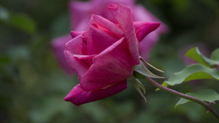 Pink rose garden blurry macro 4 - a pink rose free wallpaper