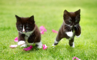 Kittens running grass pink petals - action pose free wallpaper