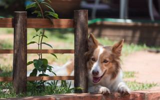 Dog fence garden bush outdoors - a wooden fence free wallpaper