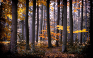 Forest autumn leaves bridge city - yellow leaf free wallpaper