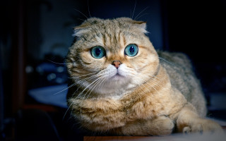 White cat blue eyes serious 5 - serious free wallpaper for desktop