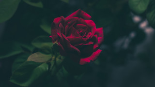 Red rose garden blurry background - ann thetis blacker free wallpaper