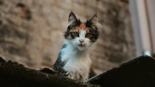 Cat roof brickwall blueeyes carlos - a brick wall behind free wallpaper