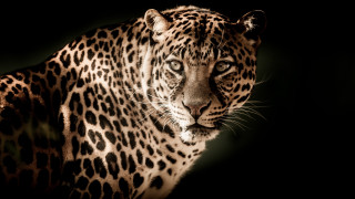 Large leopard dark eyes black - the dark free wallpaper
