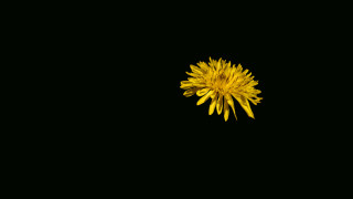Yellow flower black background pincushion - pincushion len free wallpaper