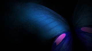 Butterfly pink spot starry night - the dark night sky free wallpaper
