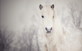 White horse snowy forest storybook - a white horse free wallpaper