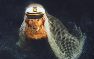 Dog hat water photorealistic animal - free ship wallpaper for desktop