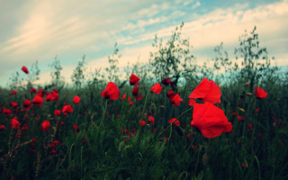 Red flower field clouds sunset - an impressionist painting free wallpaper