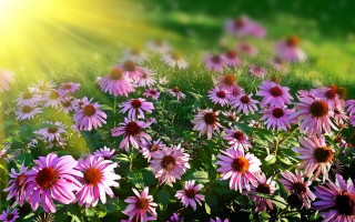 Pink flowers sunshine impressionist garden - betty merken free wallpaper