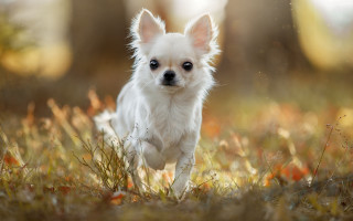 Small white dog fall field - animal free wallpaper