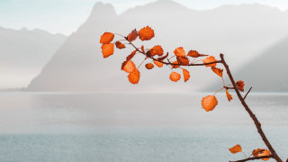 Orange leaves mountain fog water - mountain free wallpaper for desktop