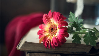 Flower book red cloth vase - a red cloth free wallpaper