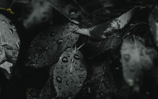 Black white leaves water droplets - tonalism free wallpaper