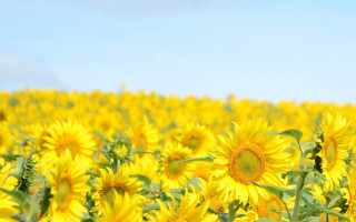 Sunflower field blue sky clouds 3 - a field of sunflowers free wallpaper