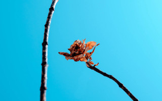 Dead leaf twig blue sky - thin free wallpaper