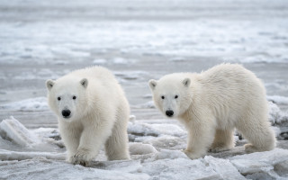 Polar bears ice water rocks - polar free wallpaper