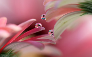 Pink flower water droplets macro 2 - a pink flower free wallpaper