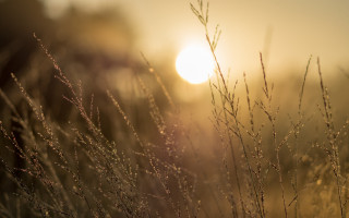 Grass sunset mountain ocean macro - anamorphic free wallpaper for desktop