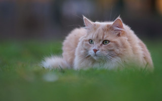 Sad cat in grass blue 2 - a stock photo free wallpaper