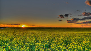 Sunset yellow flower field mountains - beautiful landscape free wallpaper