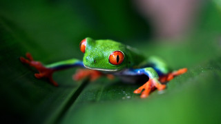 Red eyed frog leaf cloisonnism - a red eye free wallpaper
