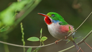 Colorful bird branch red white - a colorful bird free wallpaper