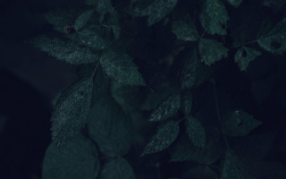 Leafy plant vines tonalism photorealistic - vine free wallpaper