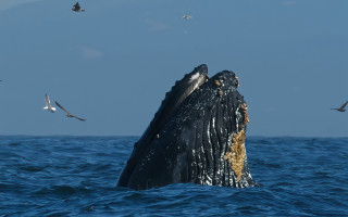 Humpback whale diving seagulls ocean - free ship wallpaper for desktop