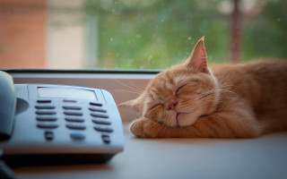 Cat sleeping desk rainy window - still free wallpaper