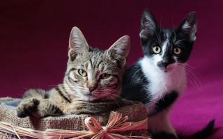 Black cat kitten basket purple - a basket together free wallpaper