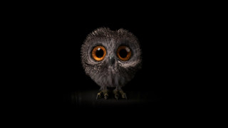 Owl orange eyes 3d render - ultra realistic digital art free wallpaper