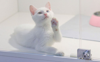 White cat shelf paw pink - a shelf free wallpaper