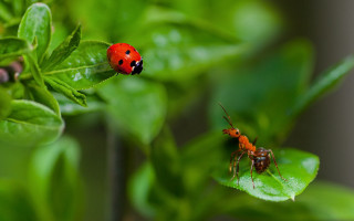 Ladybug bug leaf macro nature - macro photography free wallpaper
