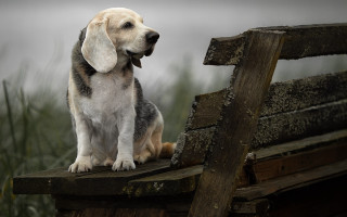 Dog bench grass gray sky - a gray sky in the background free wallpaper