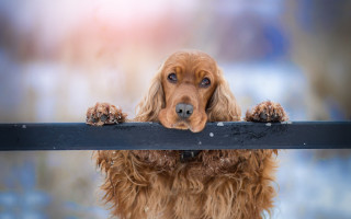 Dog coat over rail blurry - a long coat free wallpaper