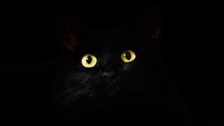 Black cat yellow eyes gothic 15 - a black cat free wallpaper