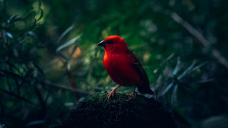 Red bird forest branch nature - a green background free wallpaper