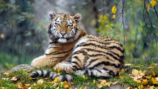 Tiger laying green field forest 4 - a tiger free wallpaper