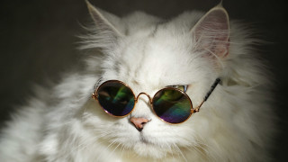 White cat sunglasses black cord - its neck free wallpaper