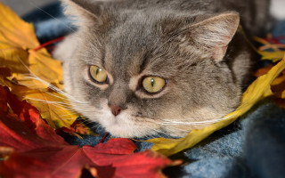Cat lying on blanket autumn - a sad look free wallpaper