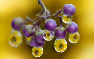 Water drops branch yellow flowers - a branch of a tree free wallpaper