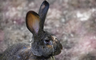 Rabbit dirty face flowers background - a blurry background of flowers free wallpaper