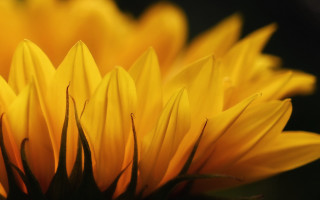 Yellow flower macro bokeh center - a single flower in the center free wallpaper