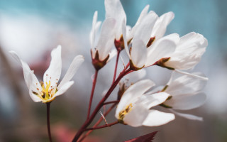 White flower macro blurry background 3 - a blurry background free wallpaper for desktop